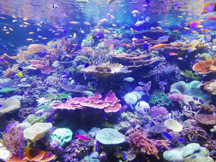 Coral in Nagoya Aquarium Japan.